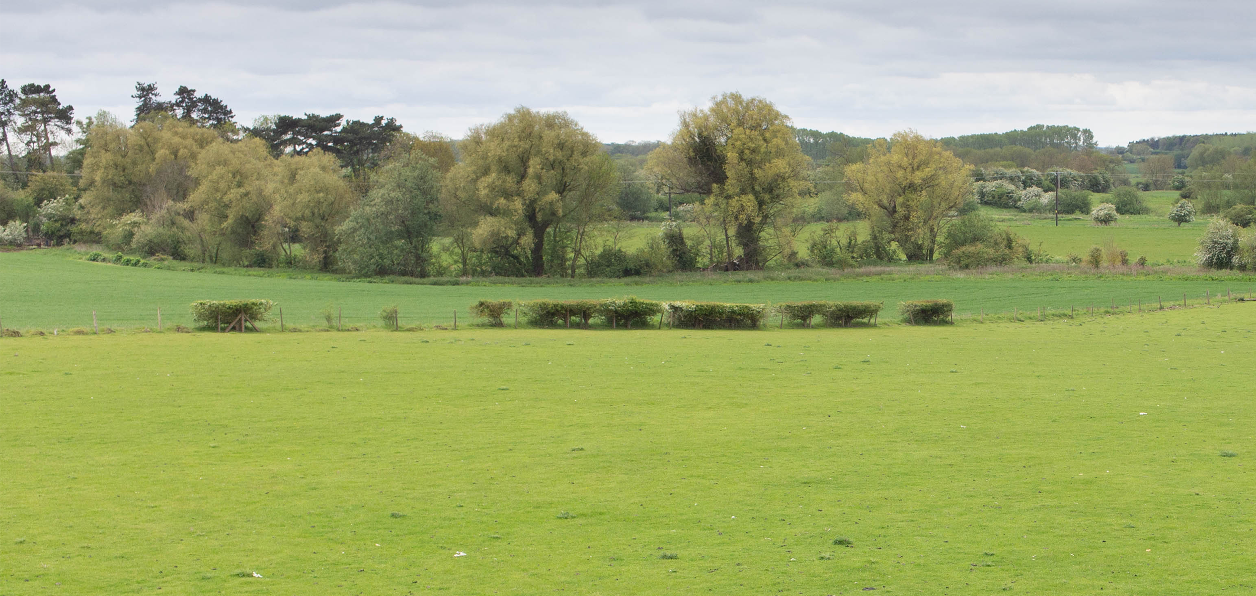 Field of grass