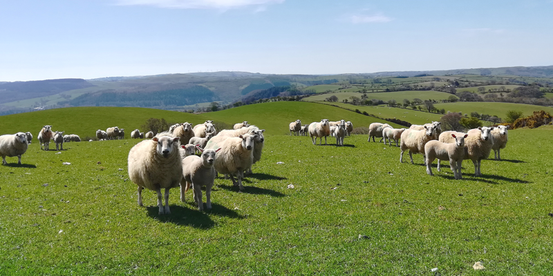 Field of ewes and lambs on grassland